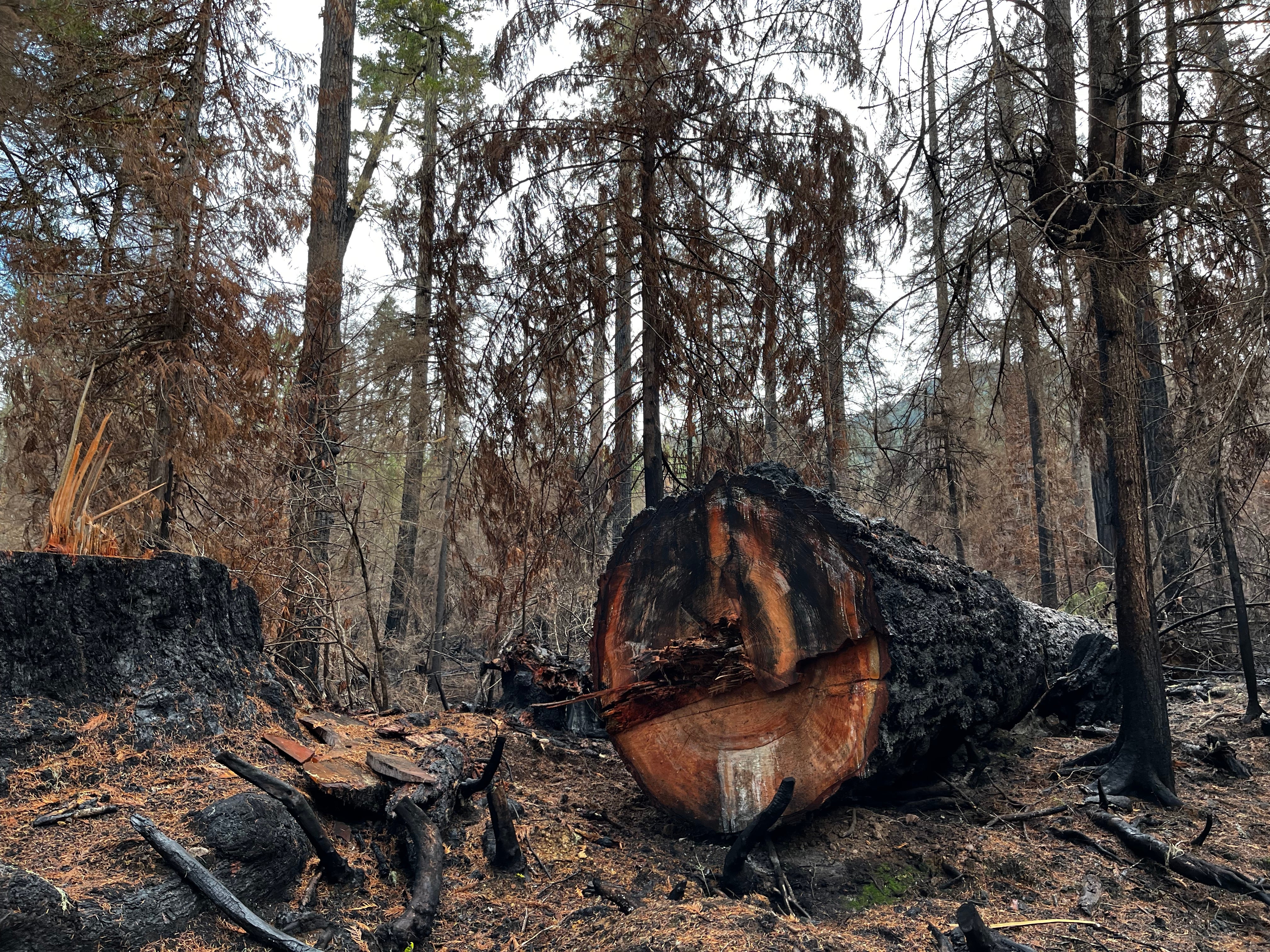 The cut end of a felled tree shows burn marks extending from the bark to inner rings.