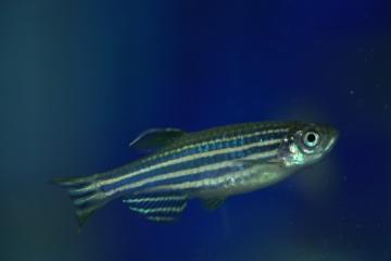A single zebrafish against a dark blue background of water.