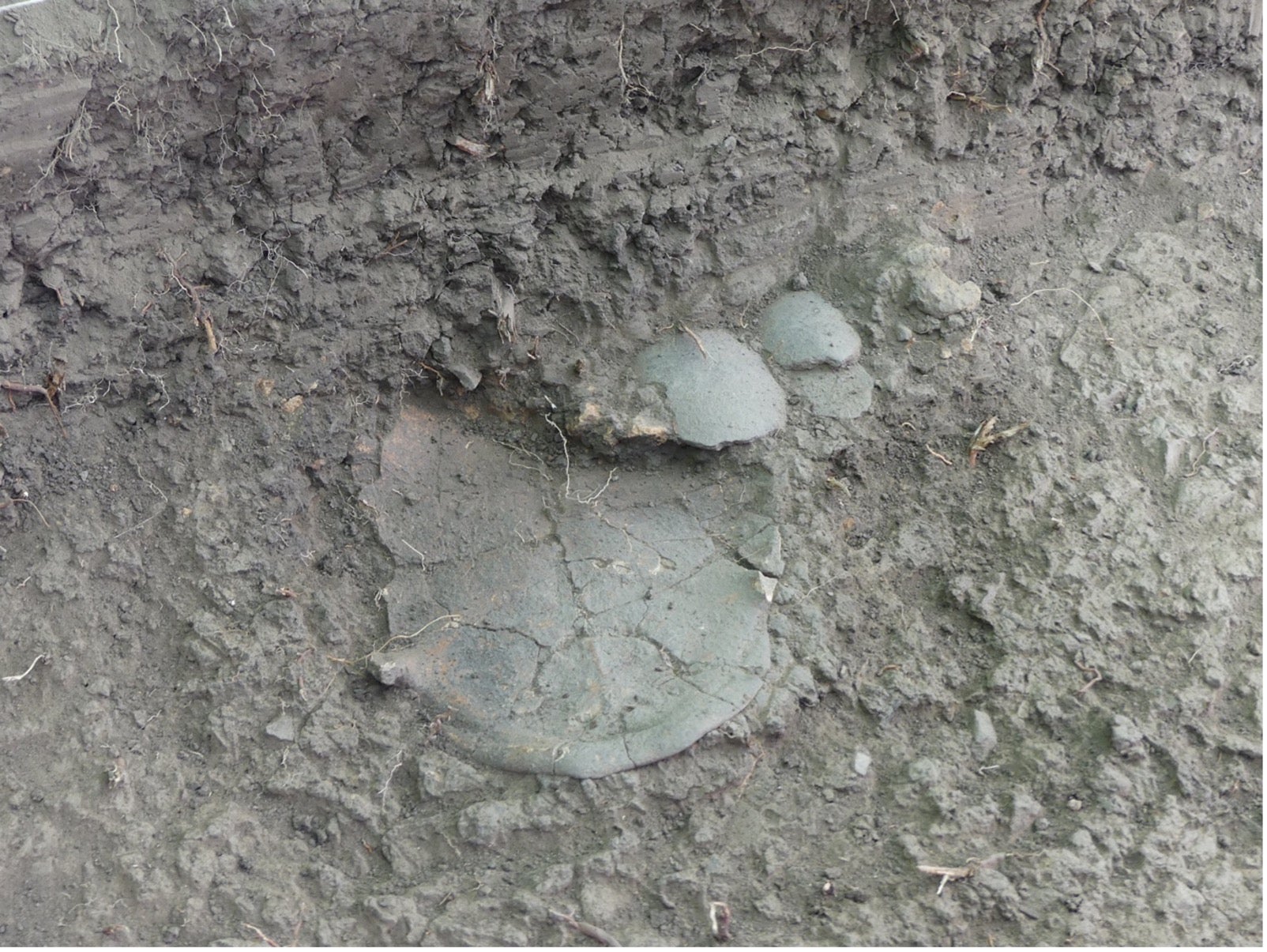 A partially buried tortoise shell.