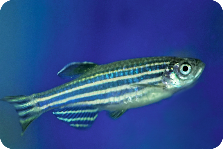 Zebrafish swimming in blue water.