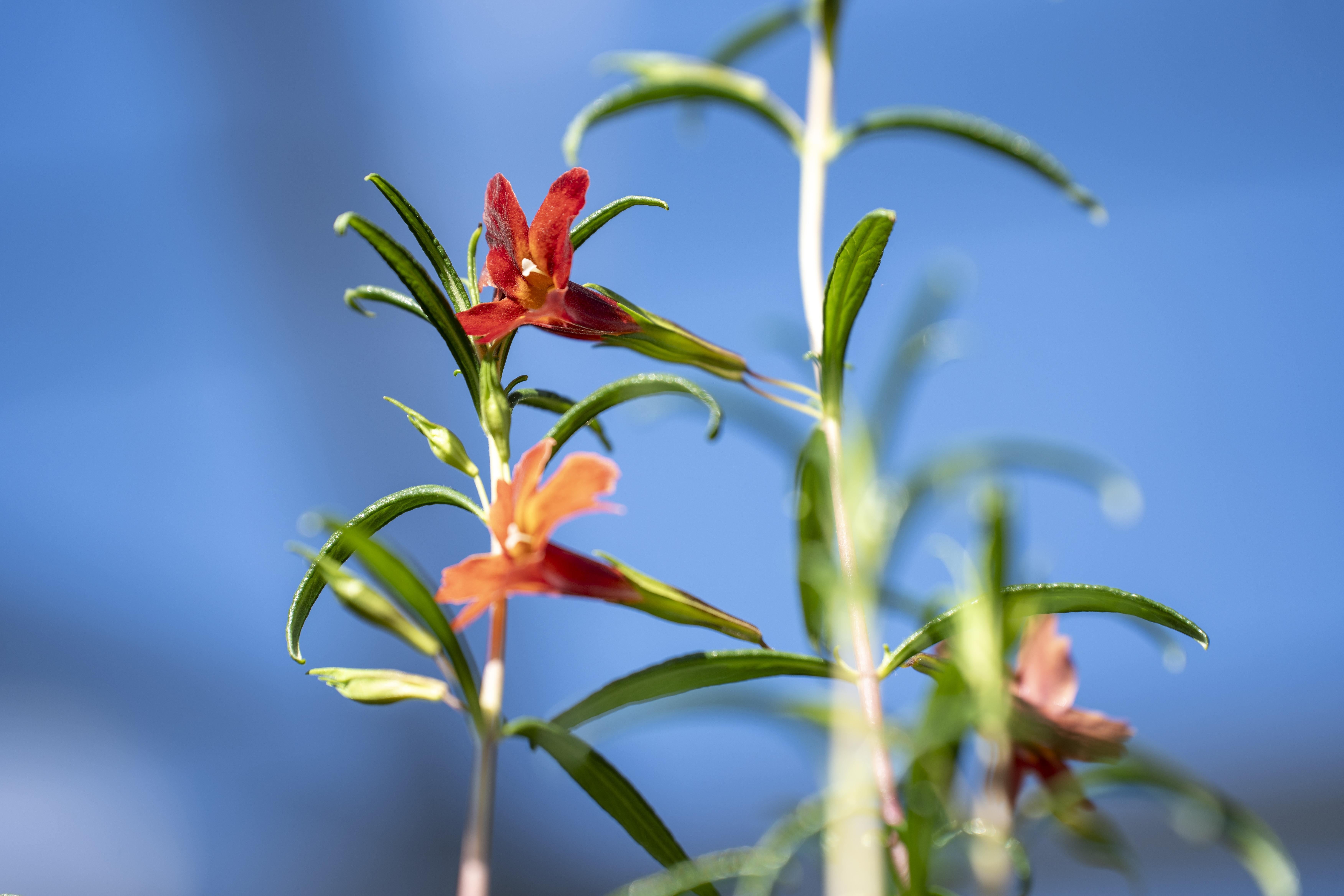 Two red flowers bloom in the Research Greenhouses.