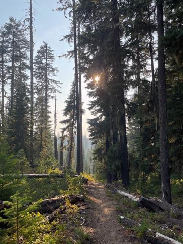 View looking up dirt path through a forested area. The path is flanked by fallen trees, underbrush, and young saplings. Near the top of the image, the sun shines through the upper branches of the towering trees. 