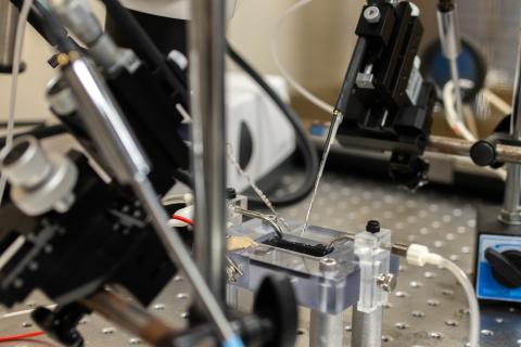 A close-up photo of a electrodes on a floating air table in a faraday cage. Two glass electrodes connect to amplifiers to measure electrical activity in brains, which would be placed in the plexiglass chamber. 