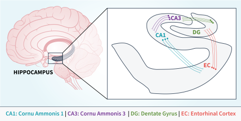 A digram shows the different regions of the hippocampus, CA1, CA3, DG, and EC.